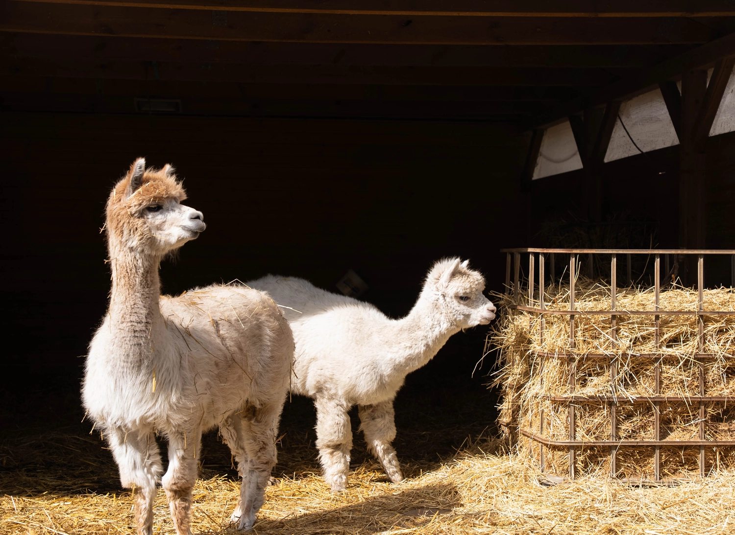 Alpakahof Dingen - Alpaka-Trekking - Alpakawanderung